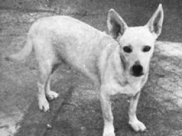 hawaiian_poi_dog_20211207_1242942682
